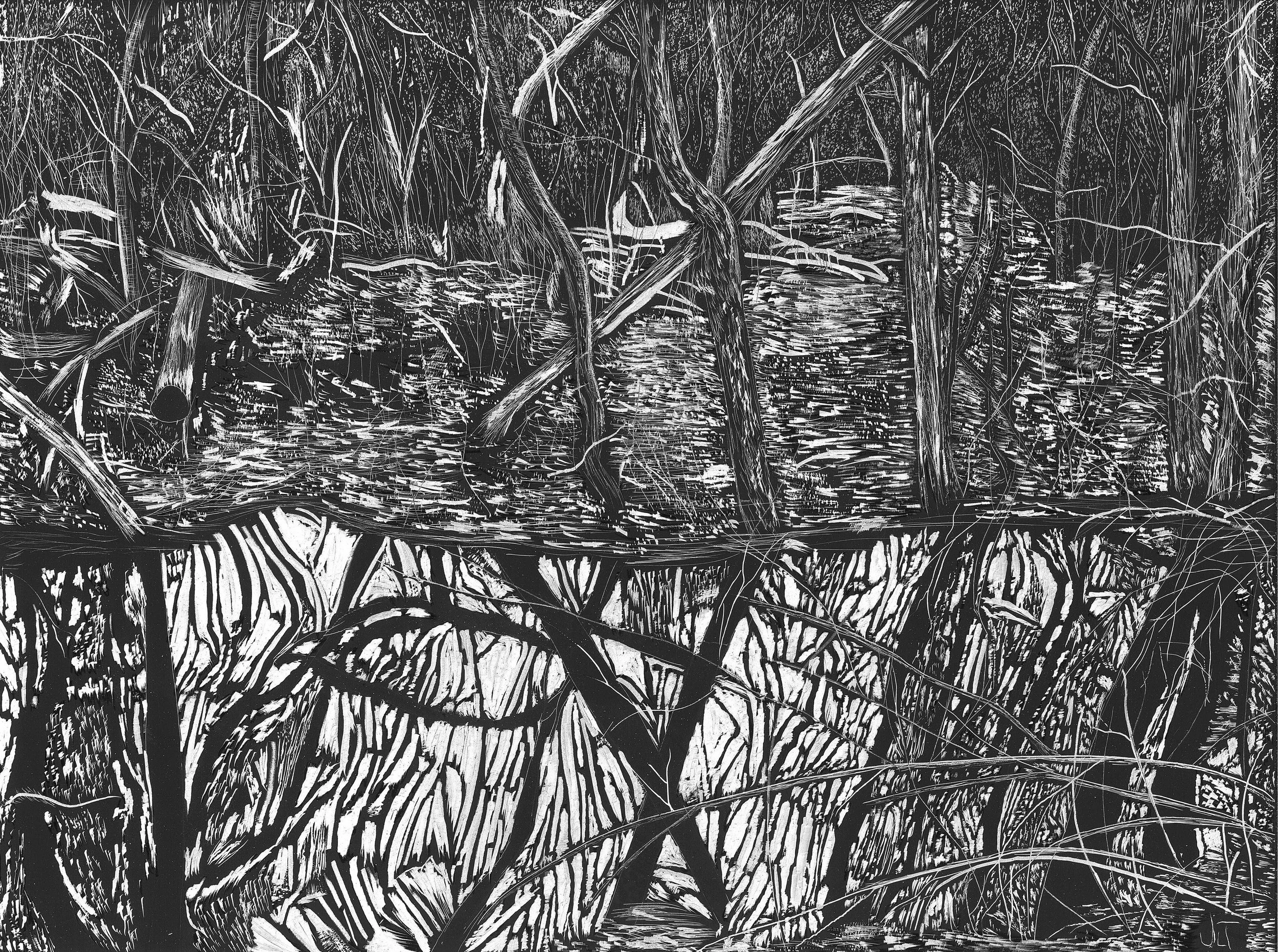 Forest Reflection.jpg