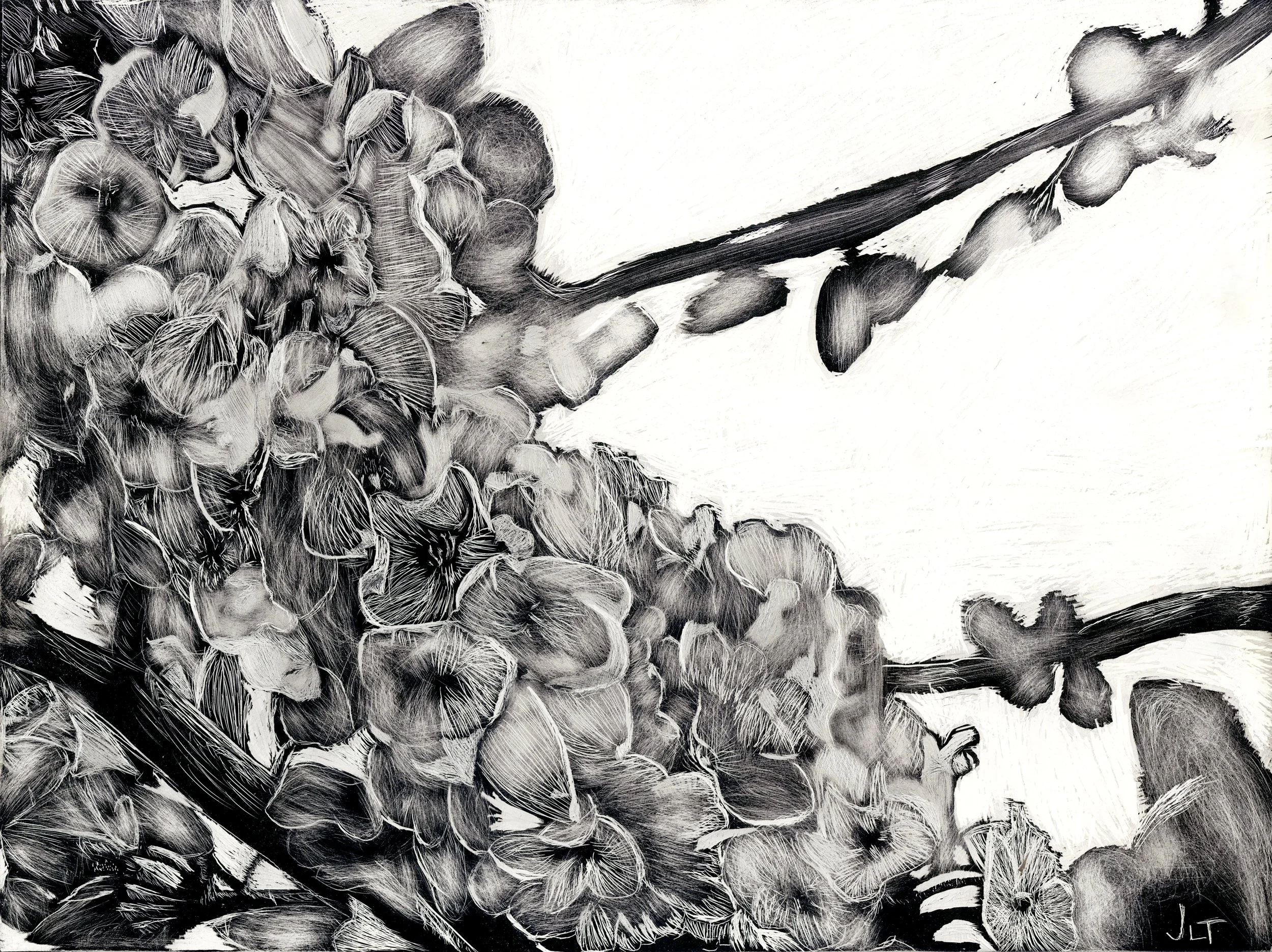Magnolia branch.jpg