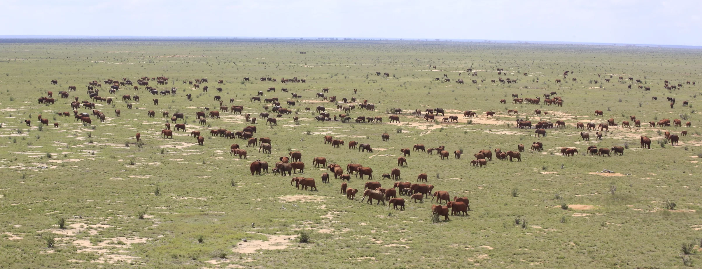 Elephant herd in distance.JPG
