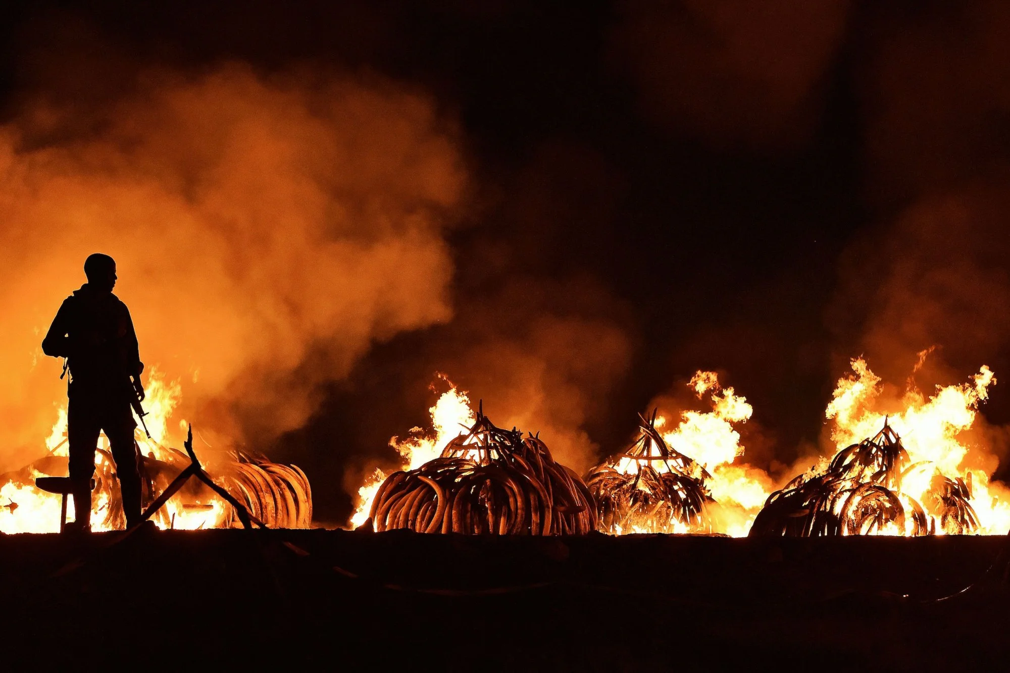 ivory burning.jpg