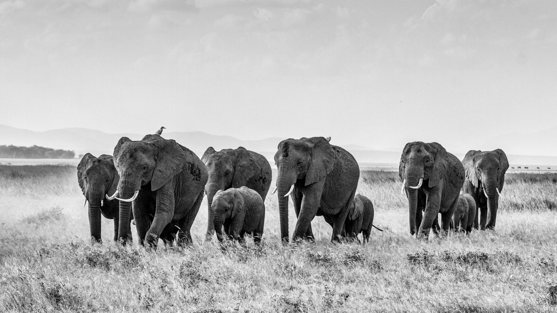 Elephants 2018.jpg