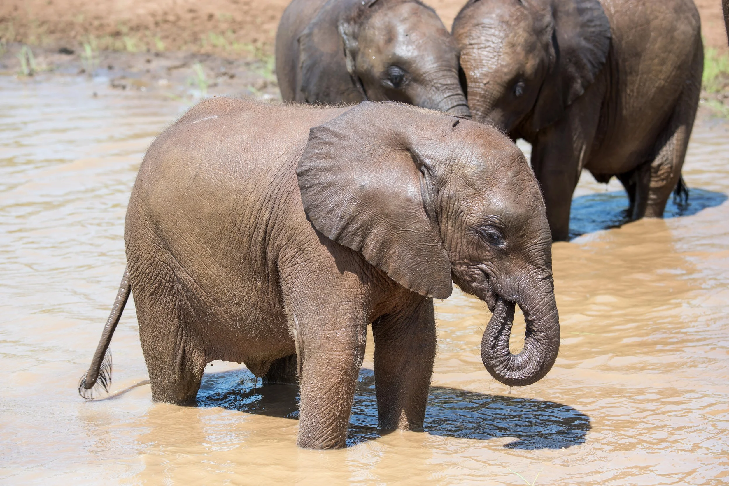 Elephant Adoption — The Elephant Foundation