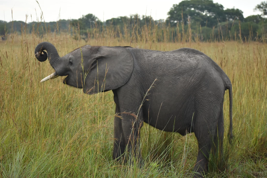 Elephant Adoption — The Elephant Foundation