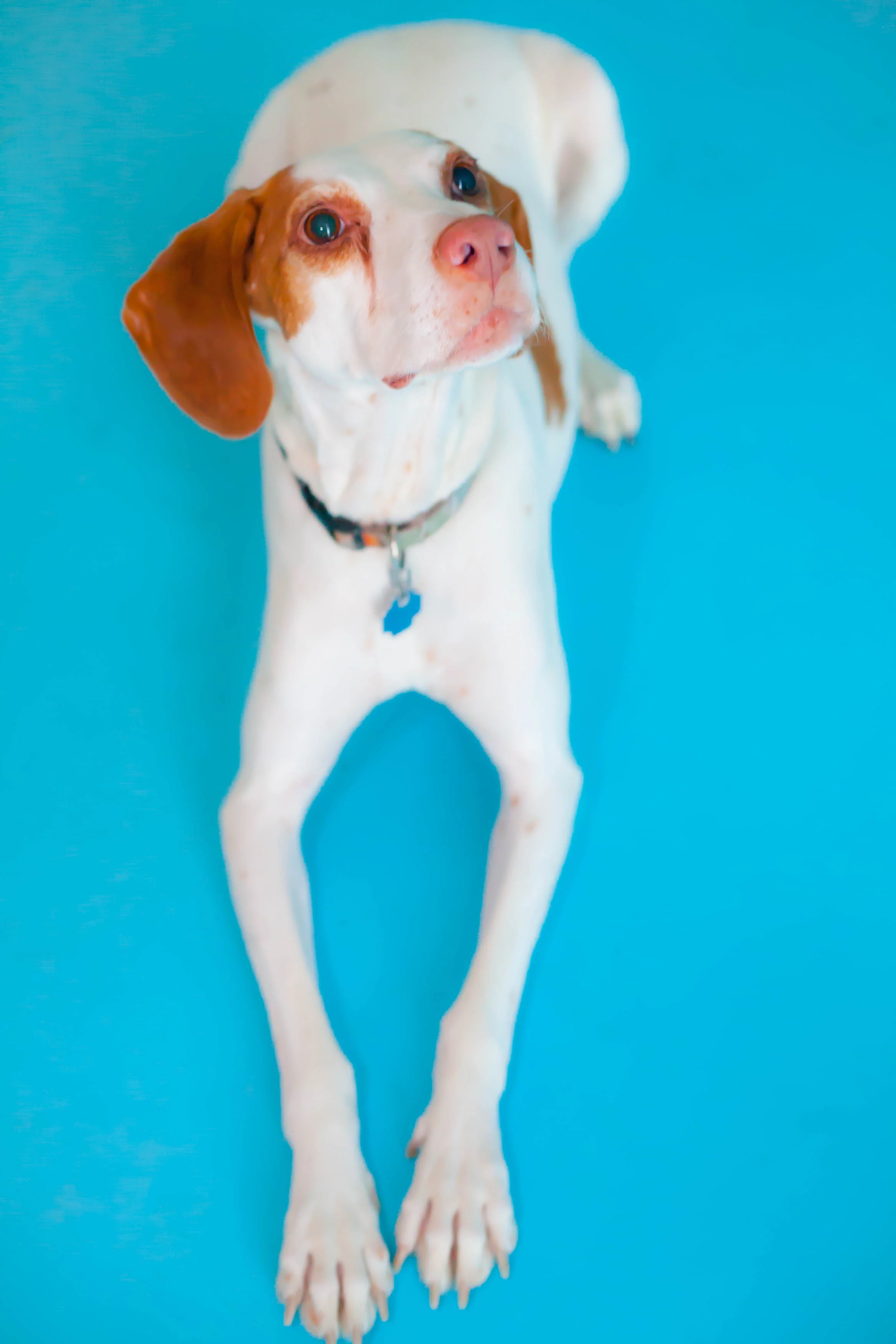 Pet Photography Chicago | Dog Portraits Photographer Chicago — The ...