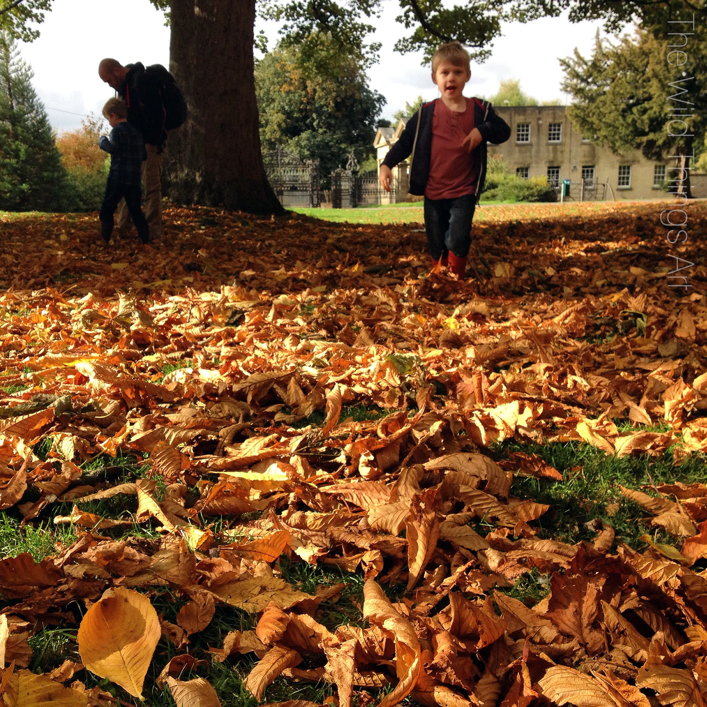 Aut LEAVES HIMLEY c.jpg