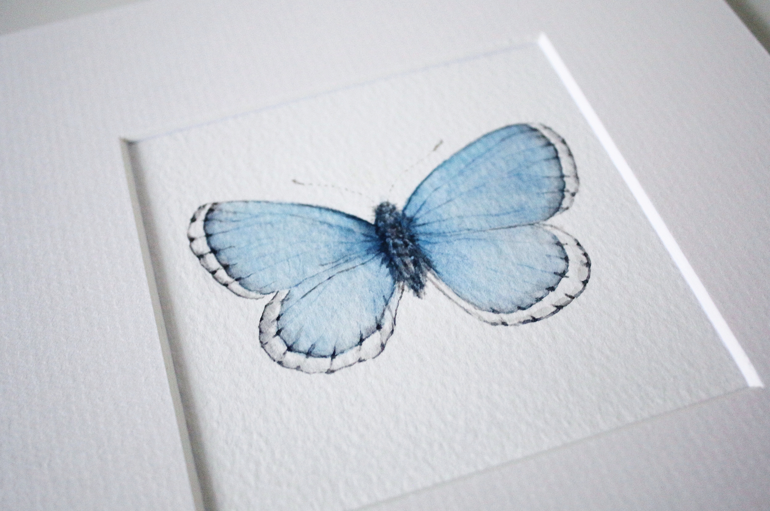 blue butterfly 3.jpg