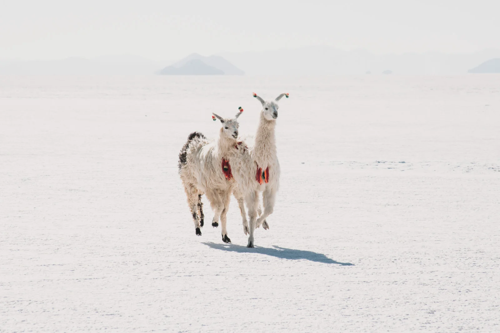 Evabloem-Salar-de-Uyuni_Bolivia-0057.jpg