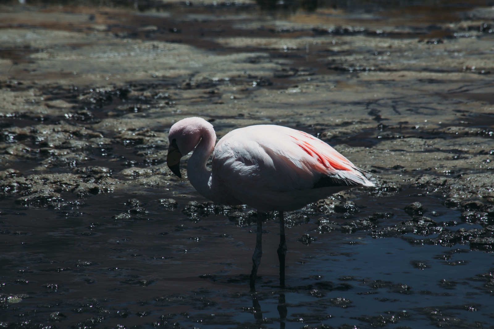 Evabloem-Salar-de-Uyuni_Bolivia-0106.jpg