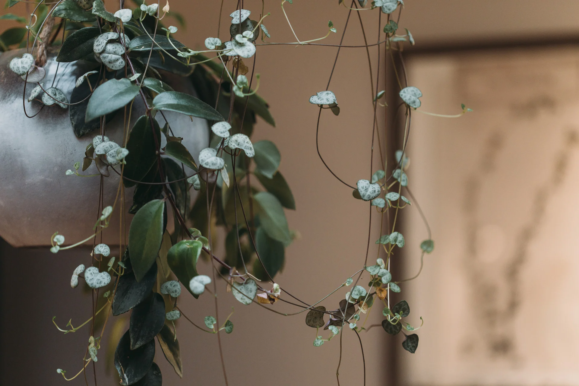 Nicemakers - Sla, Amsterdam