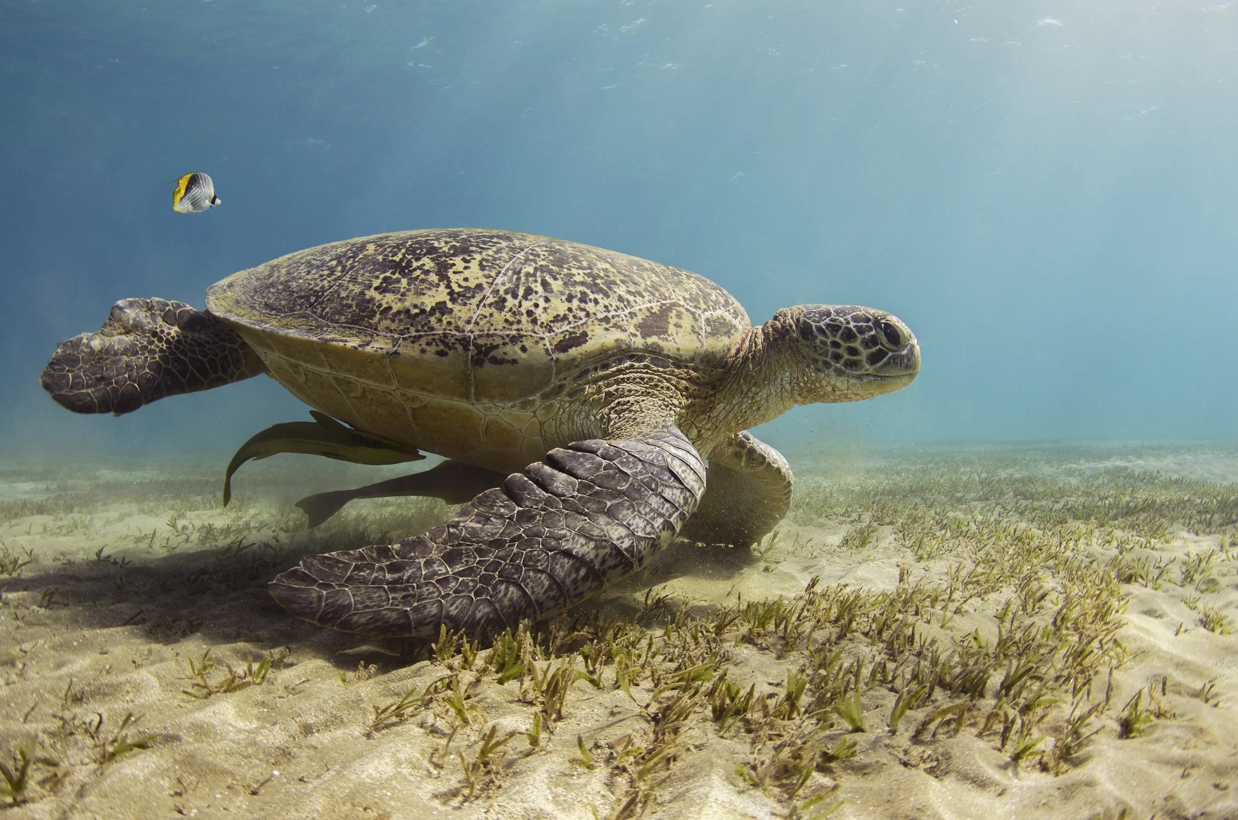 turtle.jpg