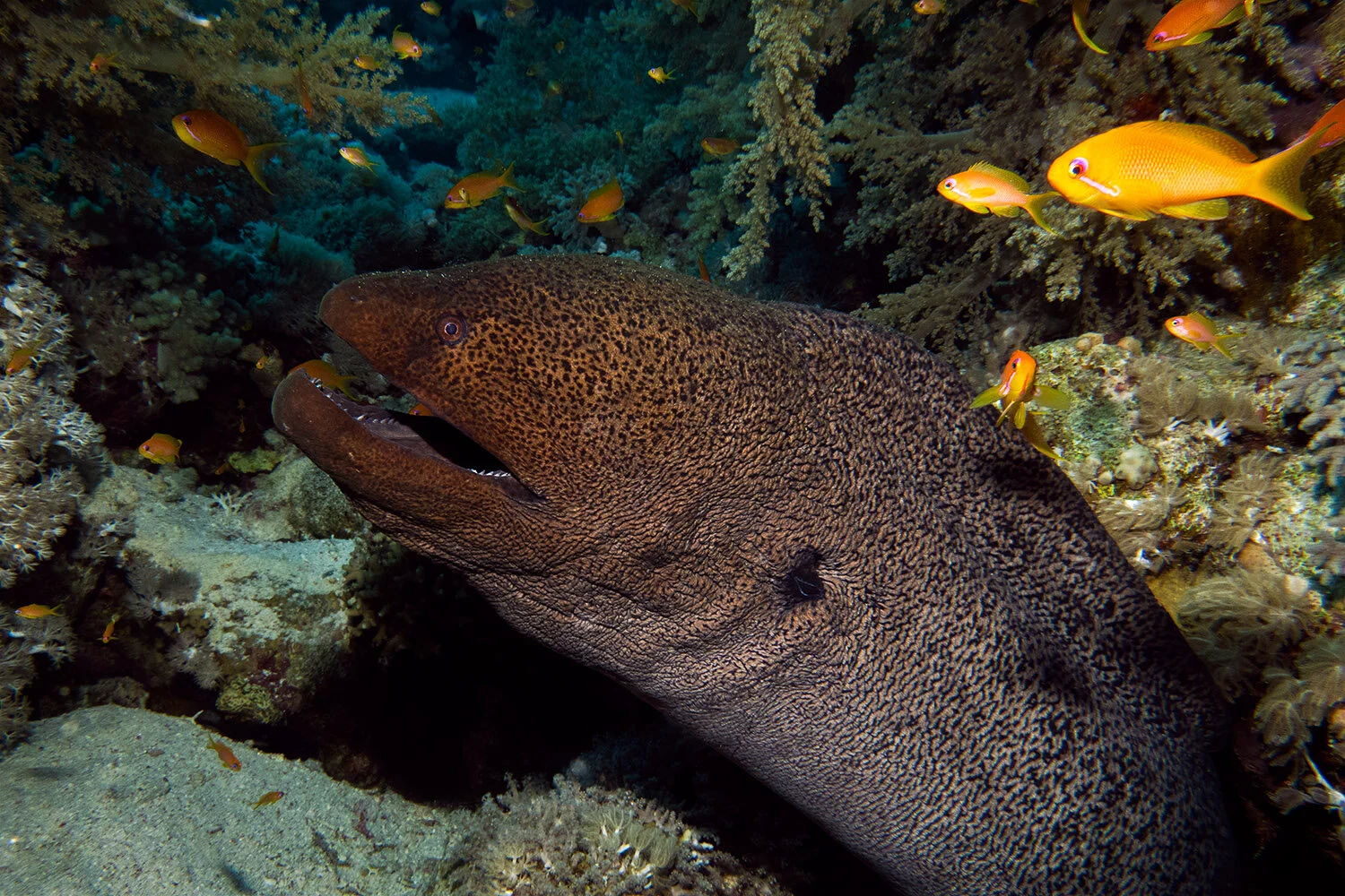  Giant moray eel -  Gymnothorax javanicus  