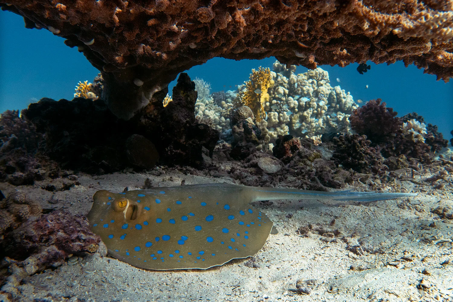  Bluespotted ribbontail ray -  Taeniura lymma  