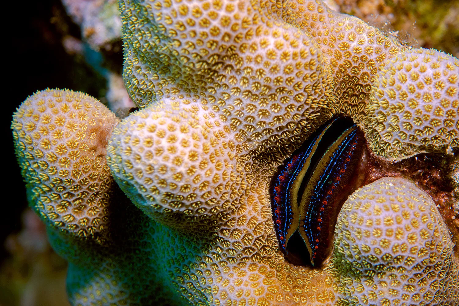  Coral Scallop -  Pedum spondyloideum  
