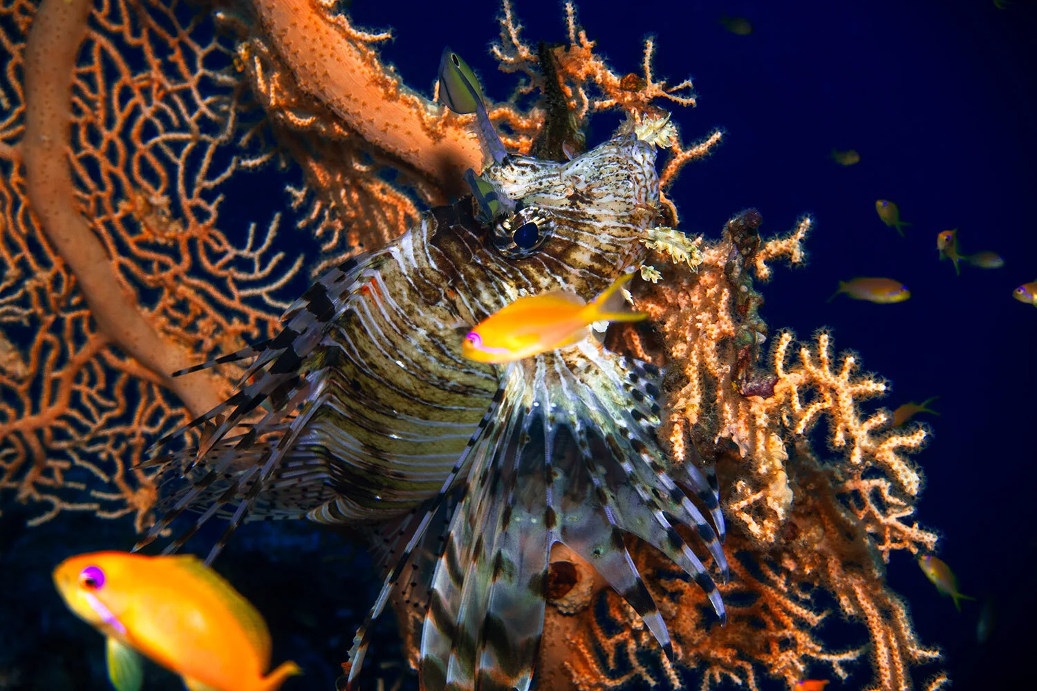  Lionfish -  Pterois volitans  