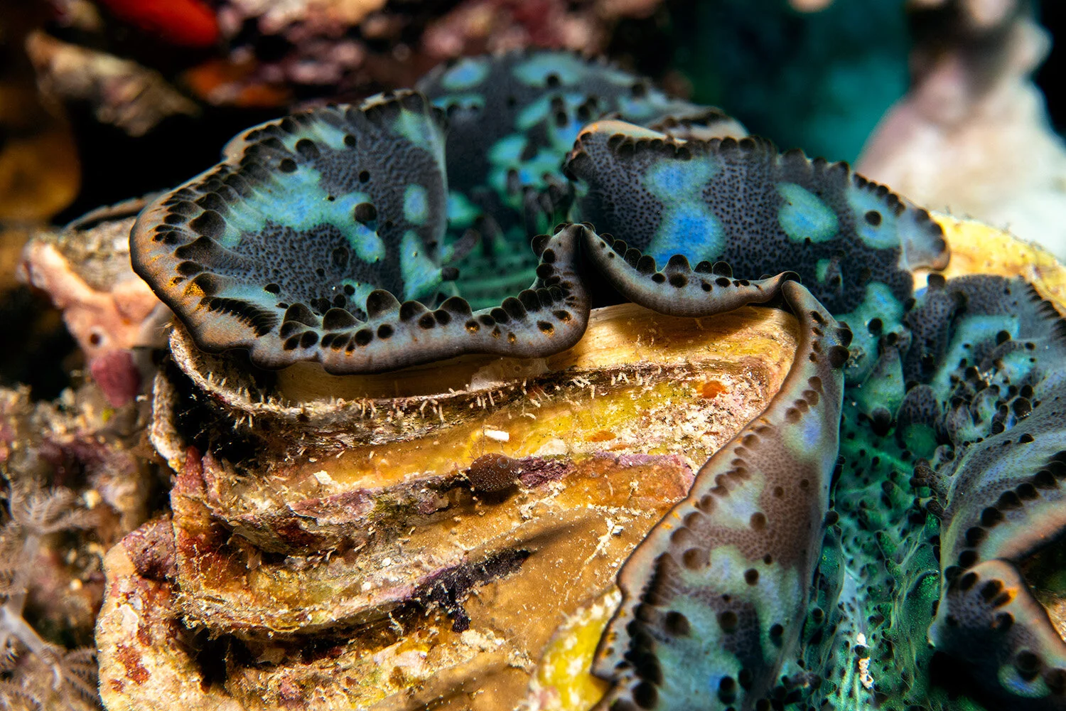  Red Sea giant clam -  Tridacna maxima  