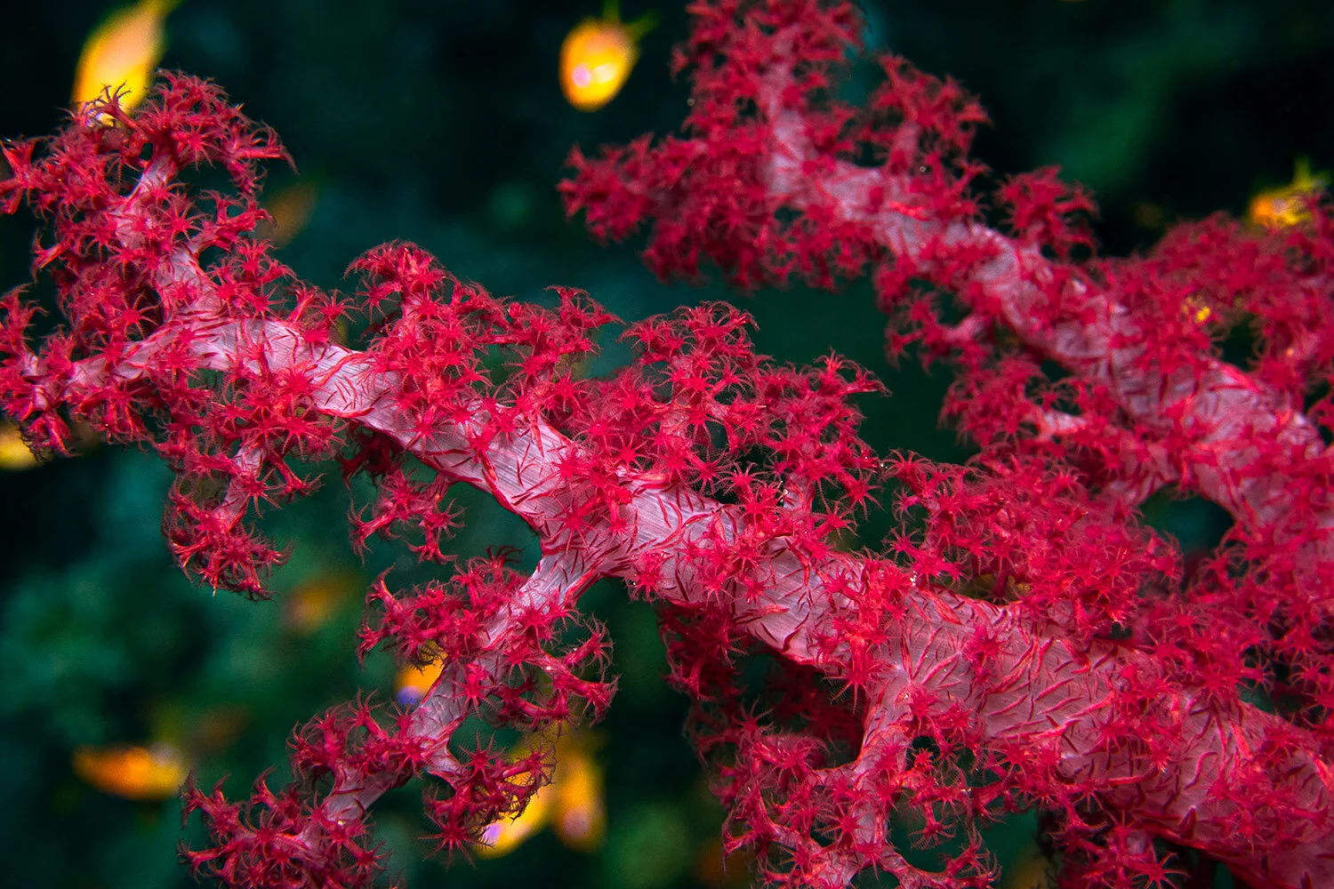 Red Sea soft coral -  Dendronephthya genus  