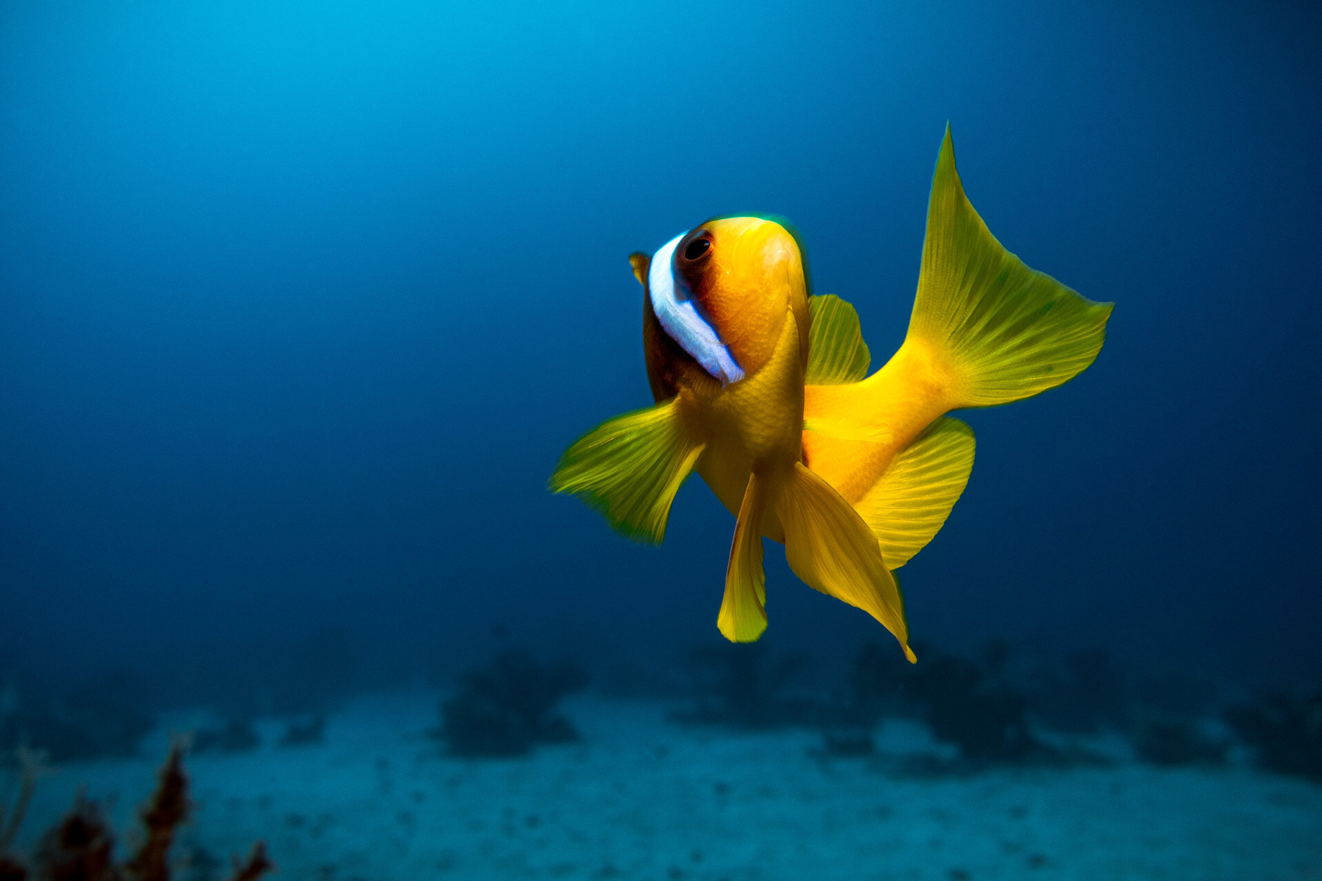  Red sea anemone fish -  Amphiprion bicinctus  