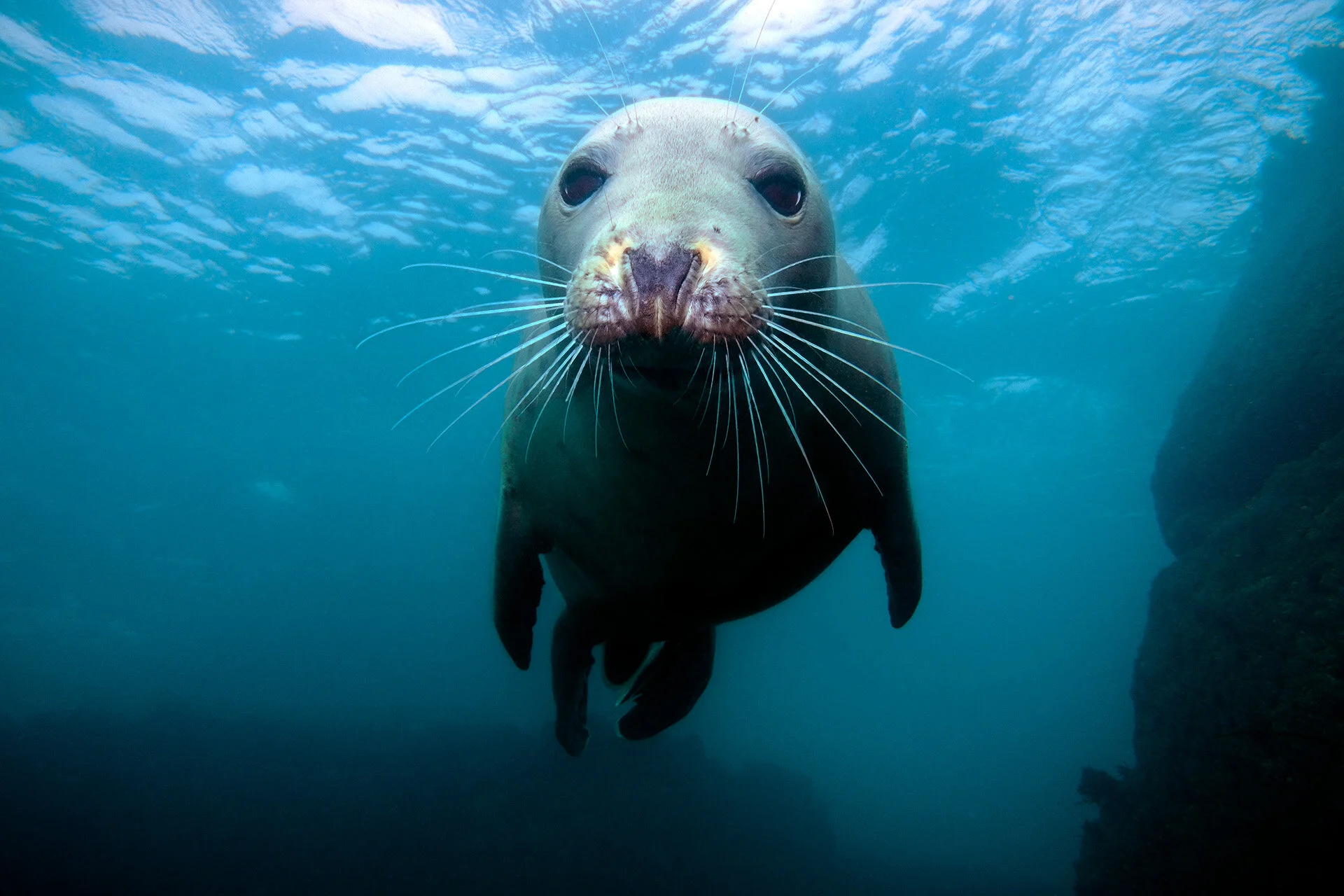 sealio.jpg