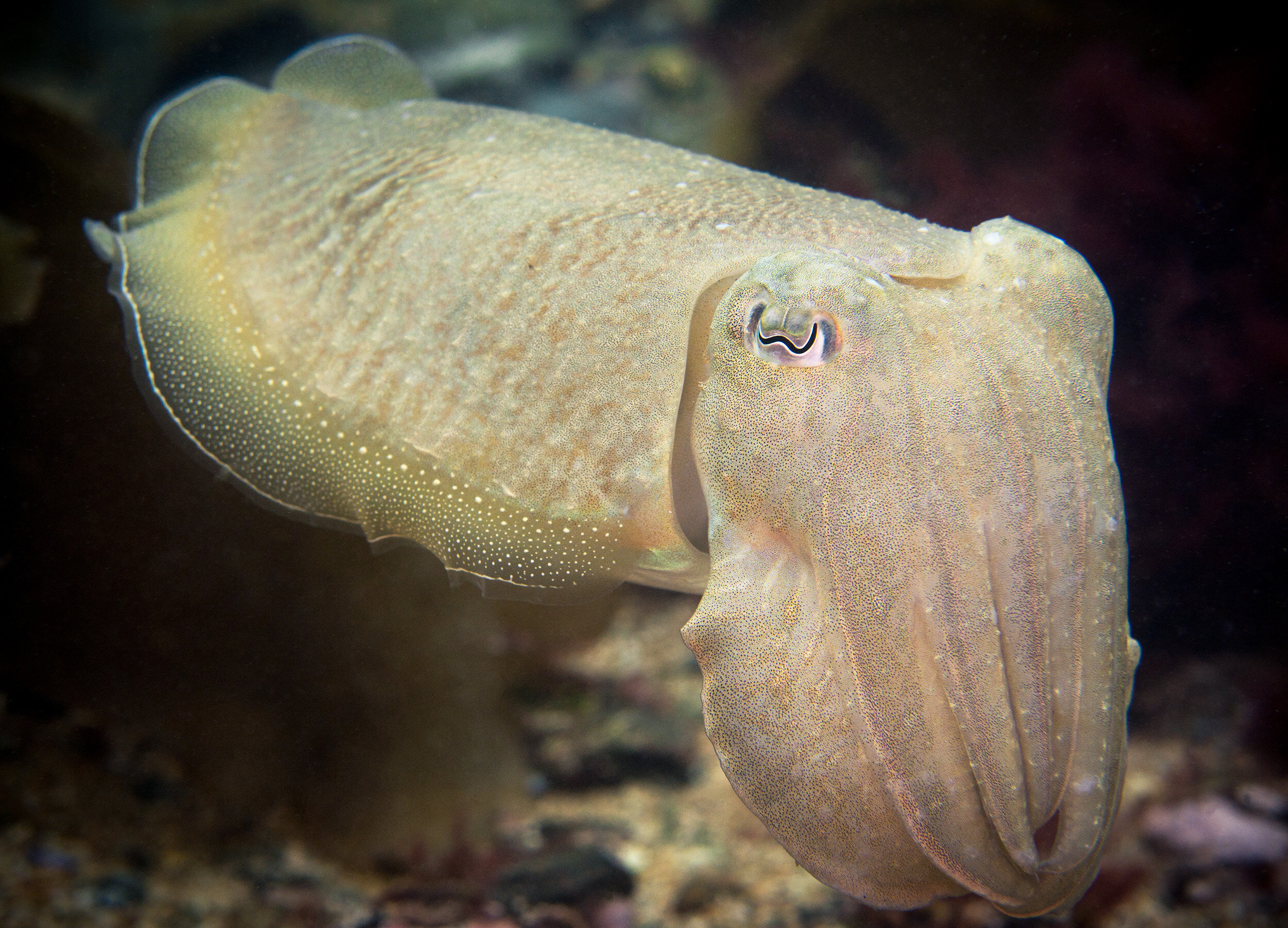  Common cuttlefish - Sepia officinalis 