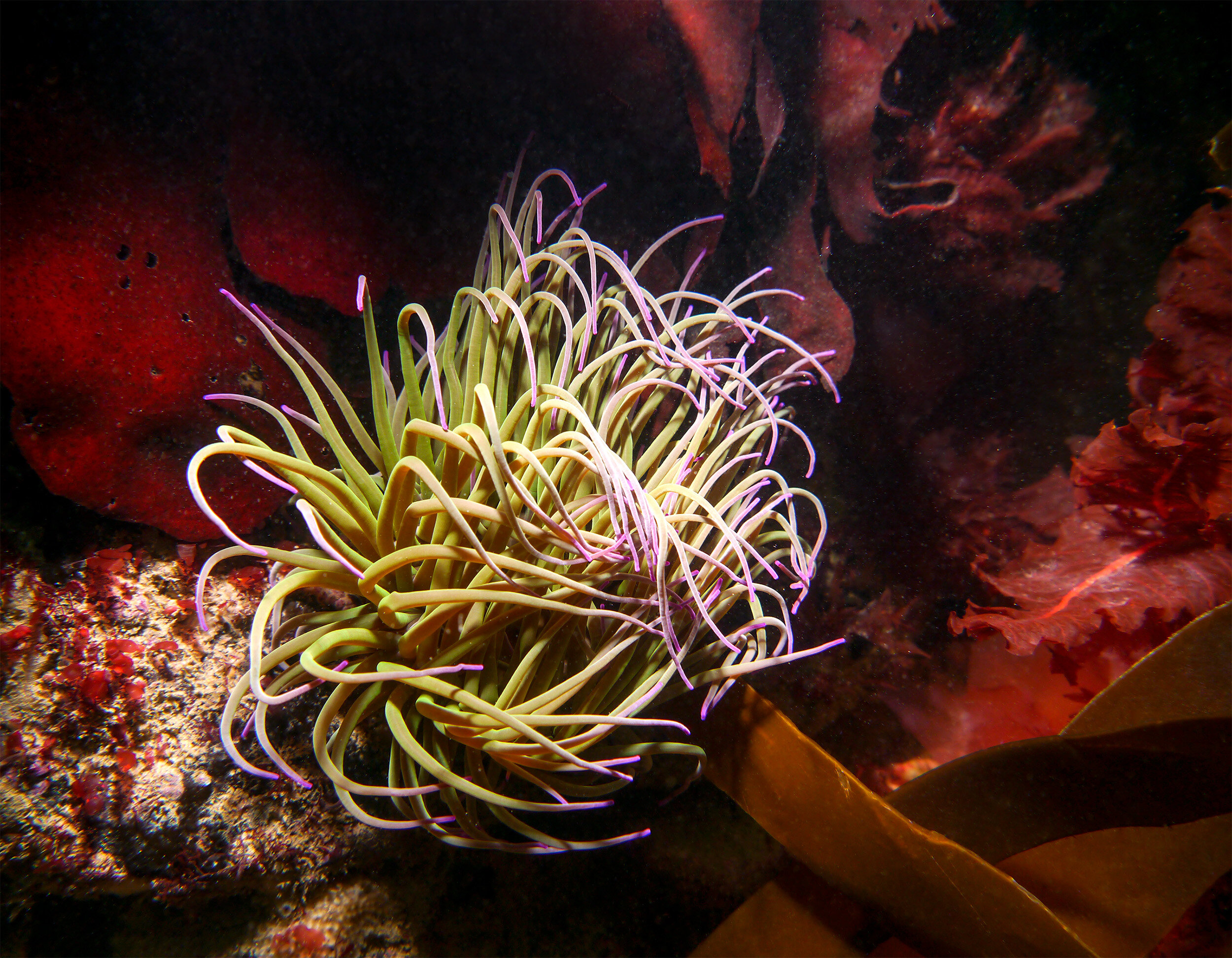  Snakelocks anemone -  Anemonia viridis  