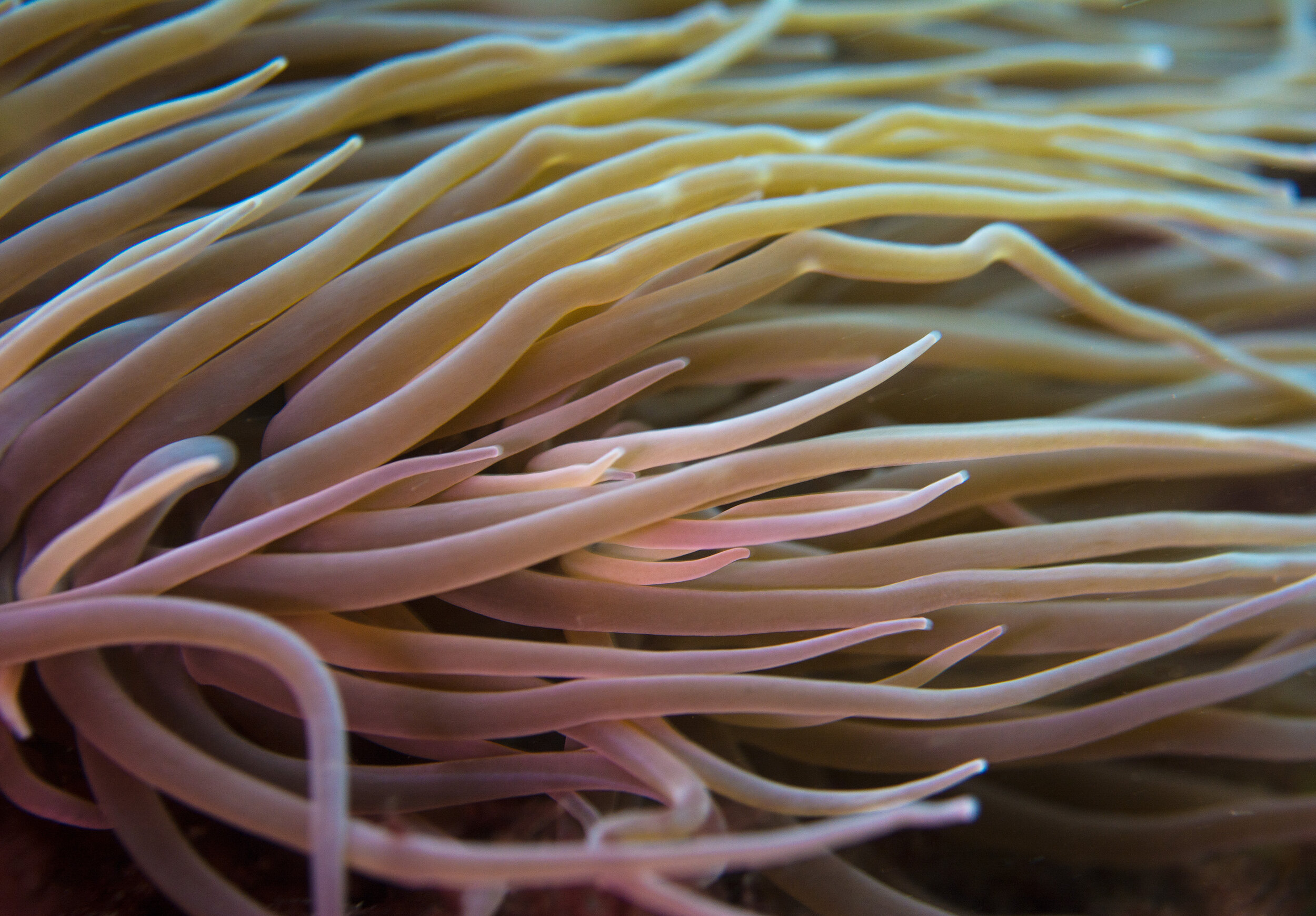  Snakelocks anemone -  Anemonia viridis  