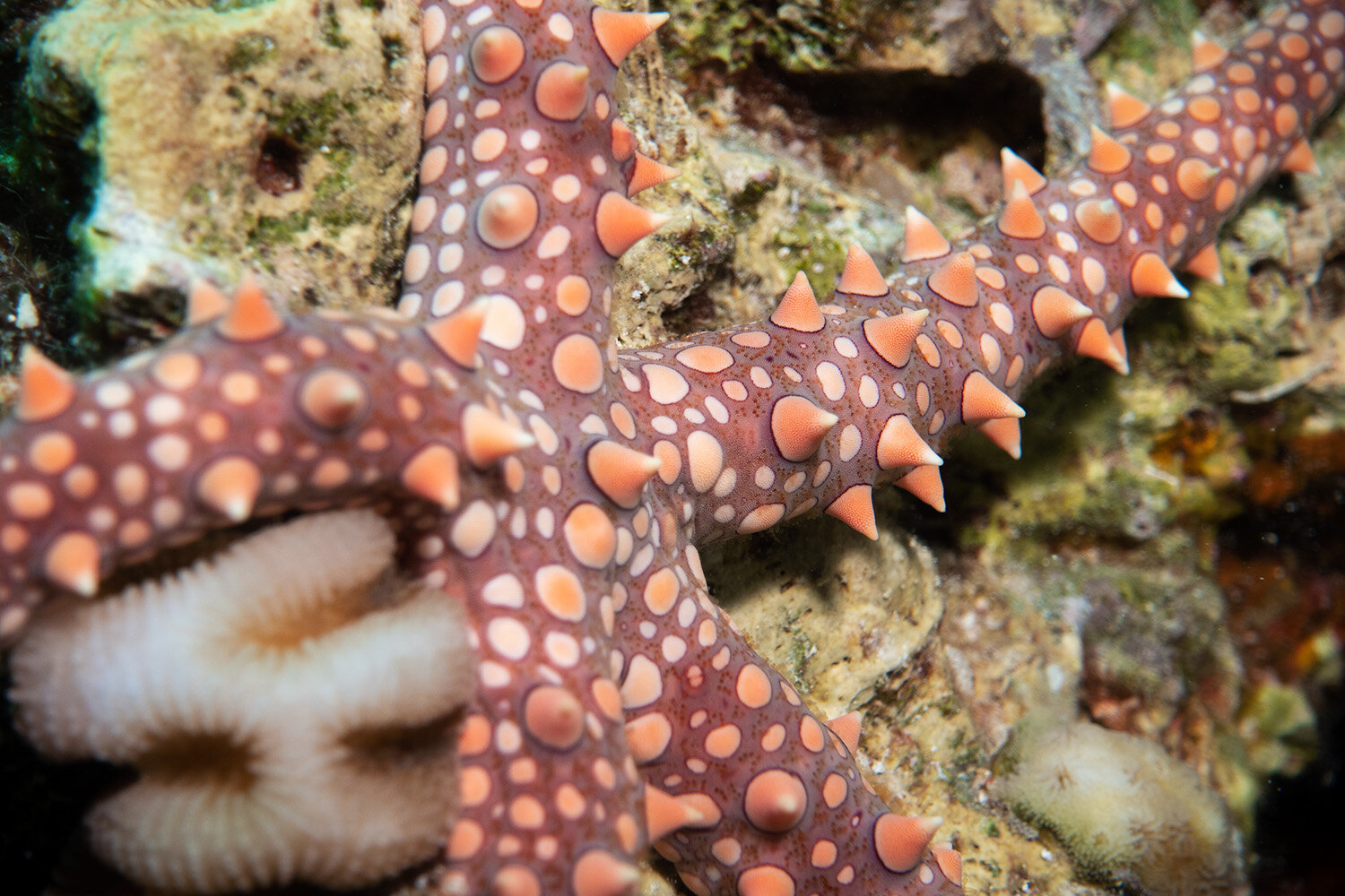  Egyptian sea star -  Gomophia egyptiaca  