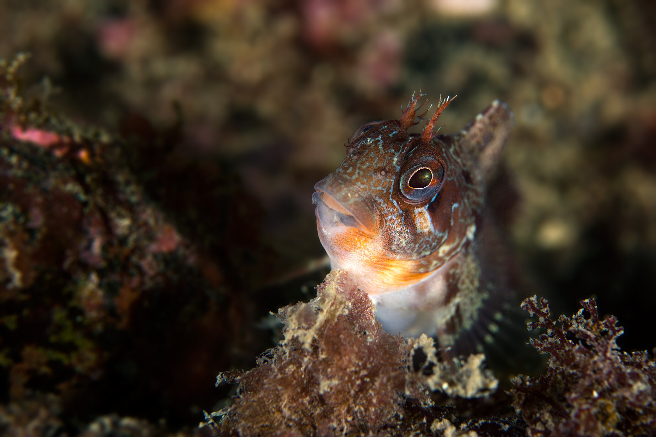  Tompot blenny -  Parablennius gattorugine  