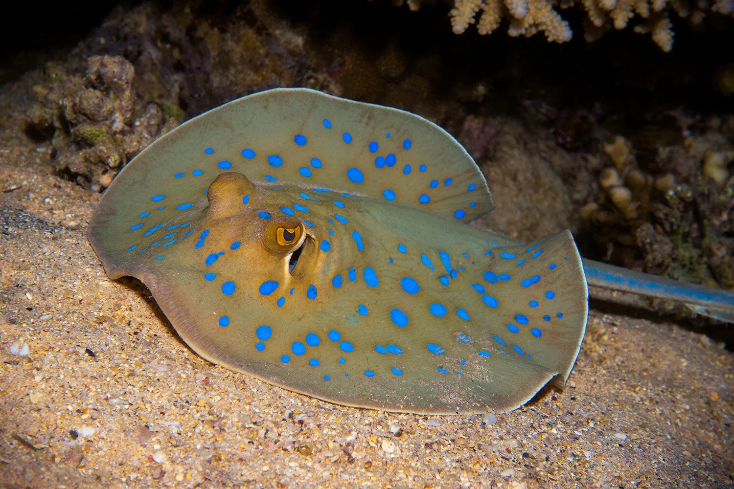  Bluespotted ribbontail ray -  Taeniura lymma  