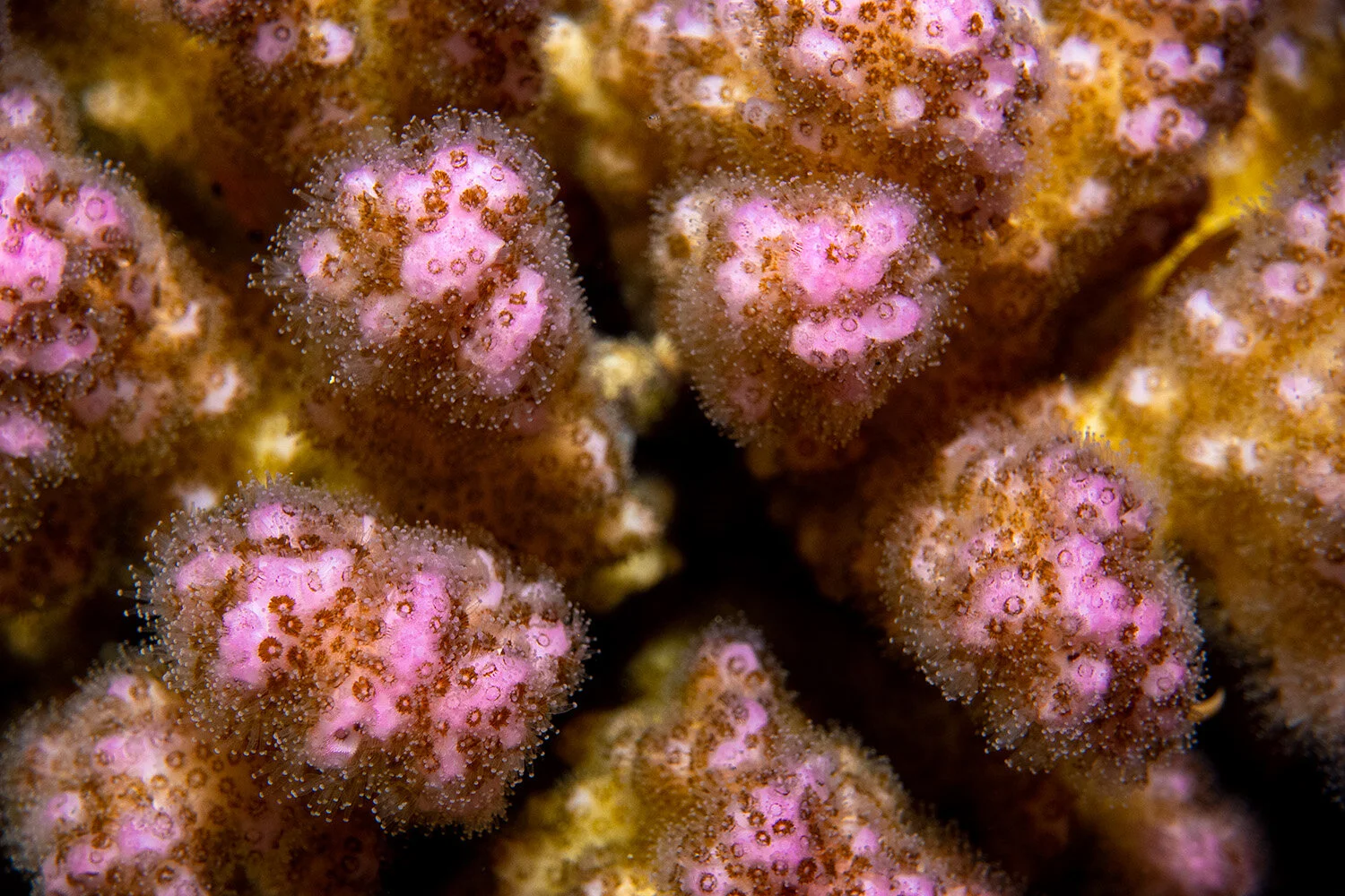 coralclose.jpg