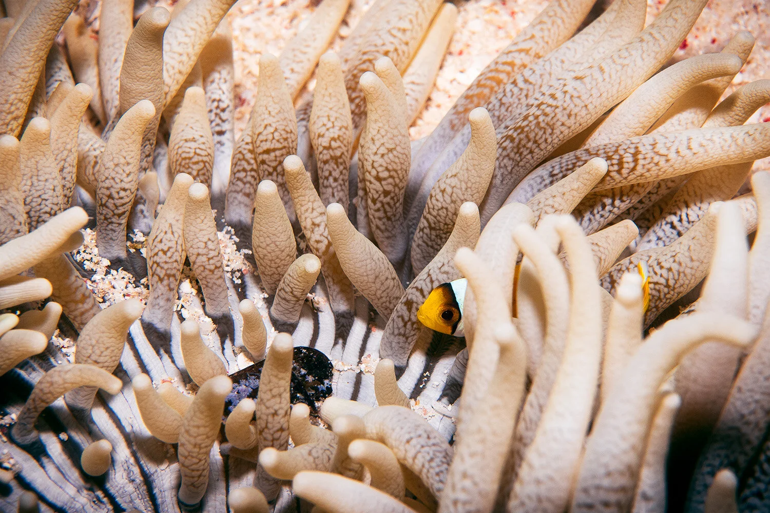  Red sea anemone fish -  Amphiprion bicinctus  