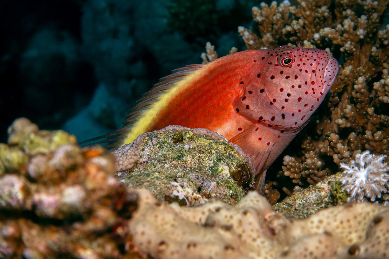  Freckled hawkfish -  Paracirrhites forsteri  