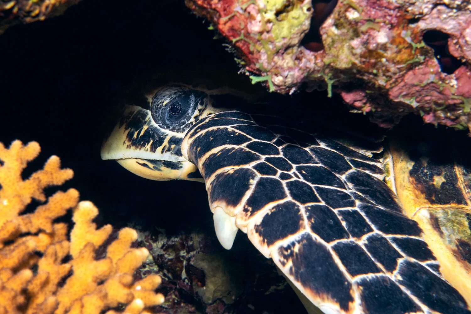  Green sea turtle -  Chelonia mydas  