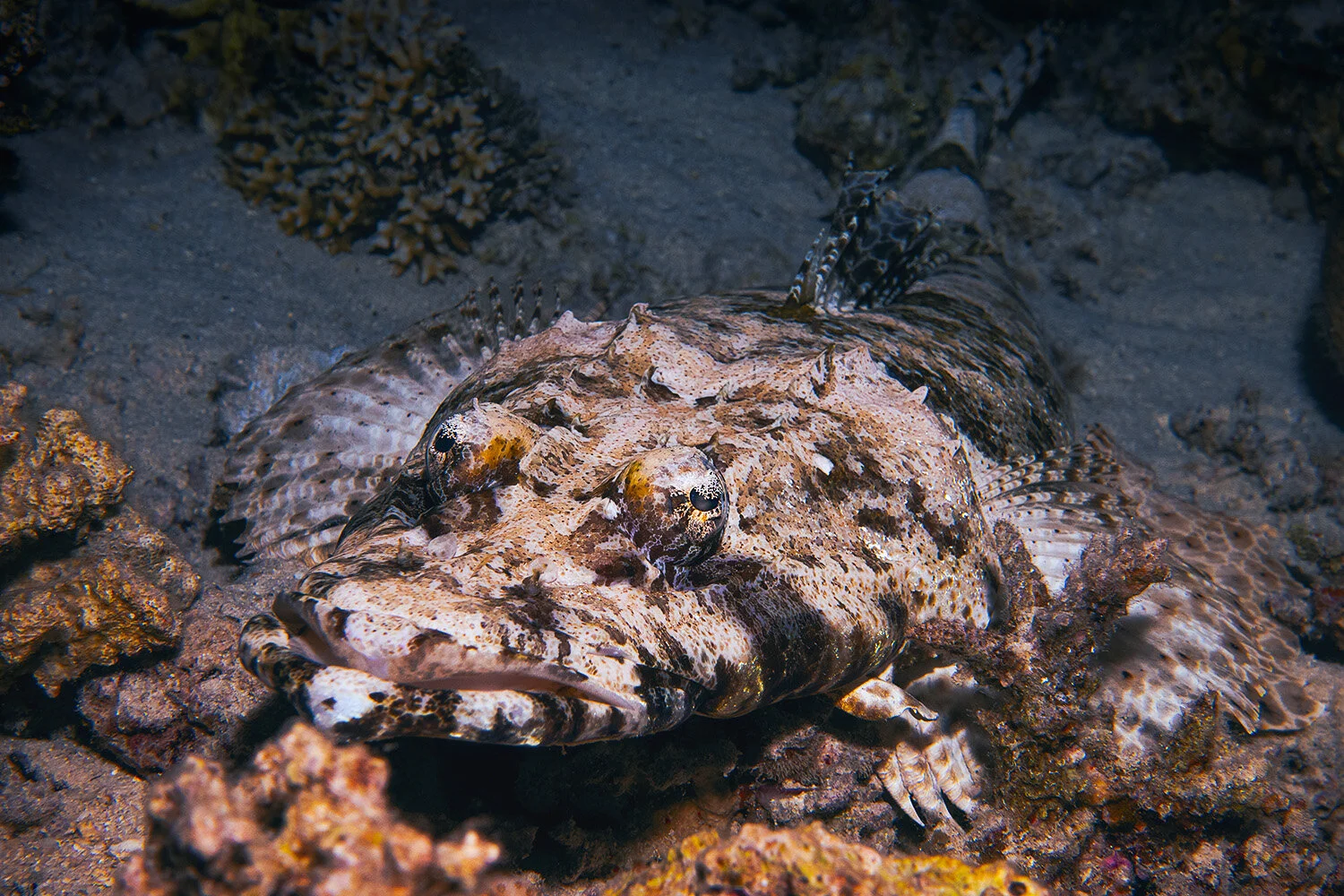  Common crocodilefish -  Papilloculiceps logiceps  