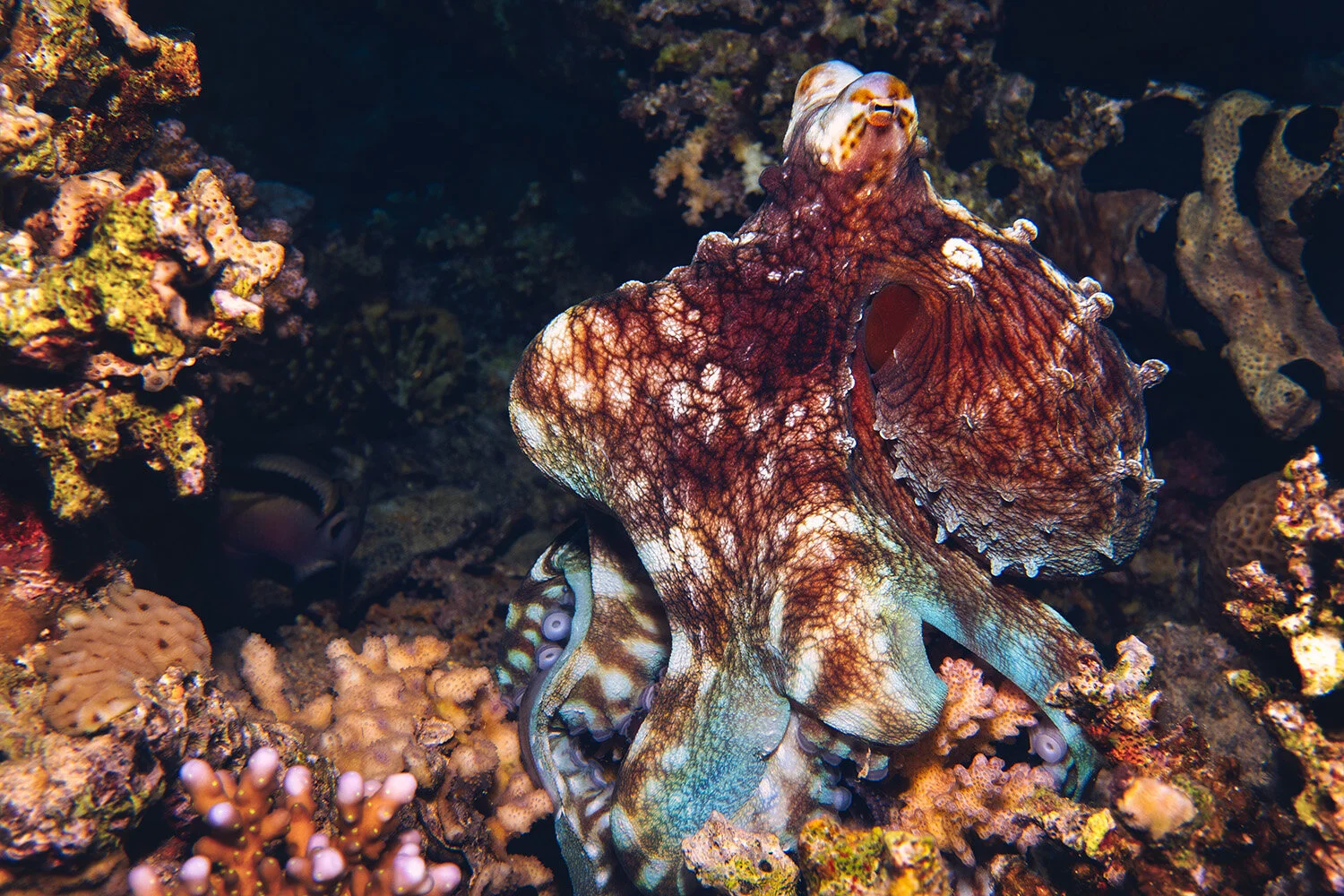  Day Octopus -  Octopus cyanea  