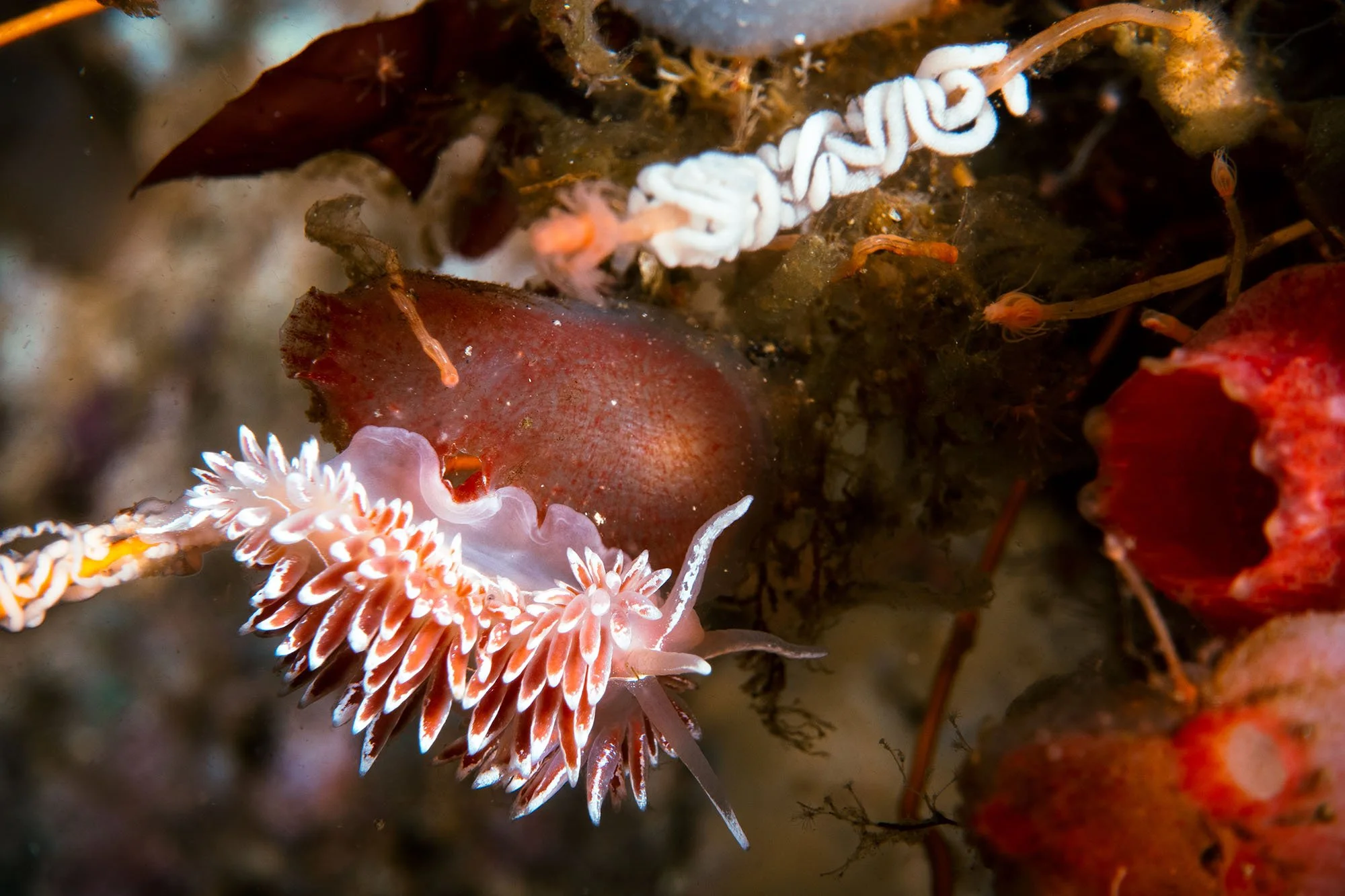 nudi.jpg