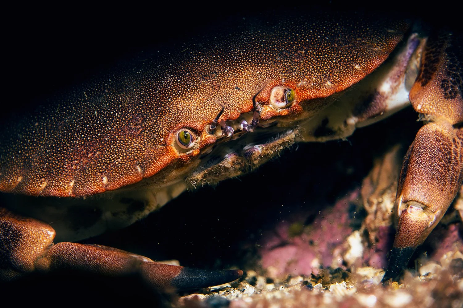 craby.jpg