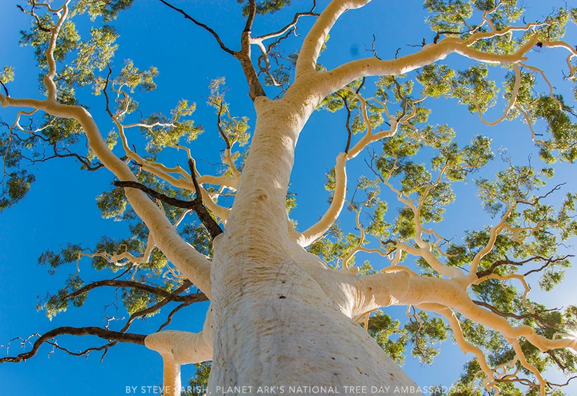Giant Ghost Gum. Image taken by Steve Parish 