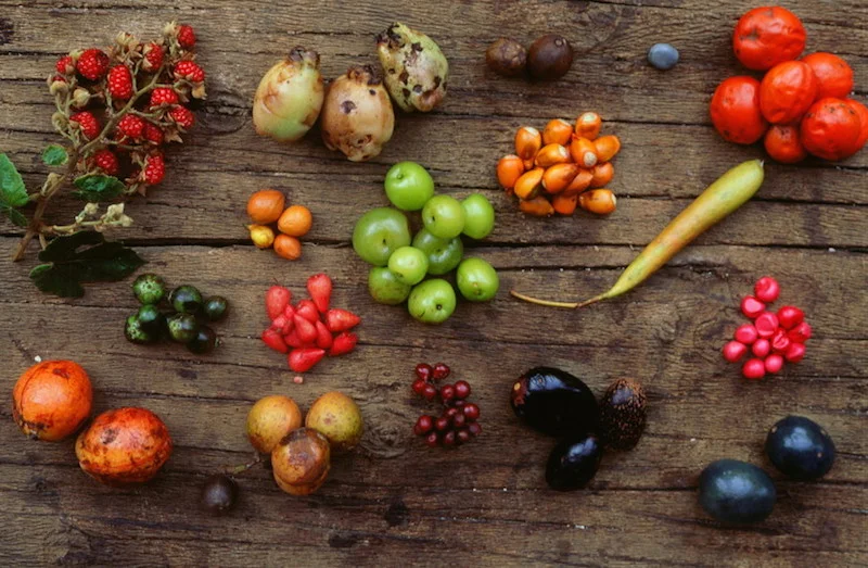 Indigenous inspiration for the garden — PlantingSeeds