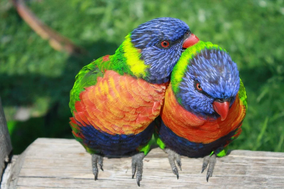 Rainbow lorikeets.jpg