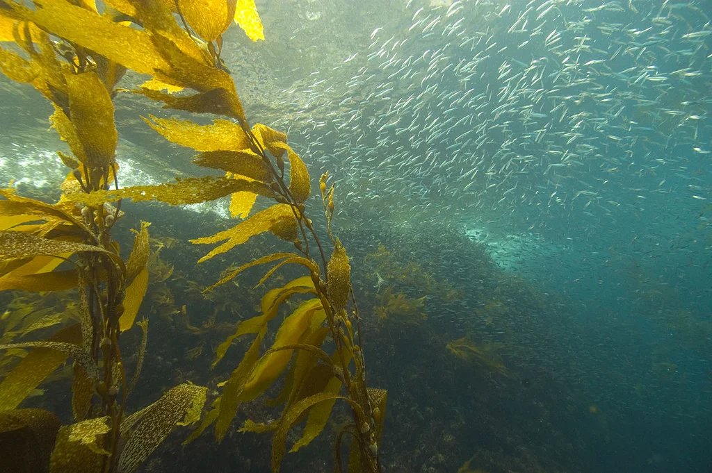 kelp.jpeg