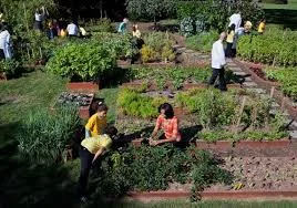 urban agriculture.jpeg
