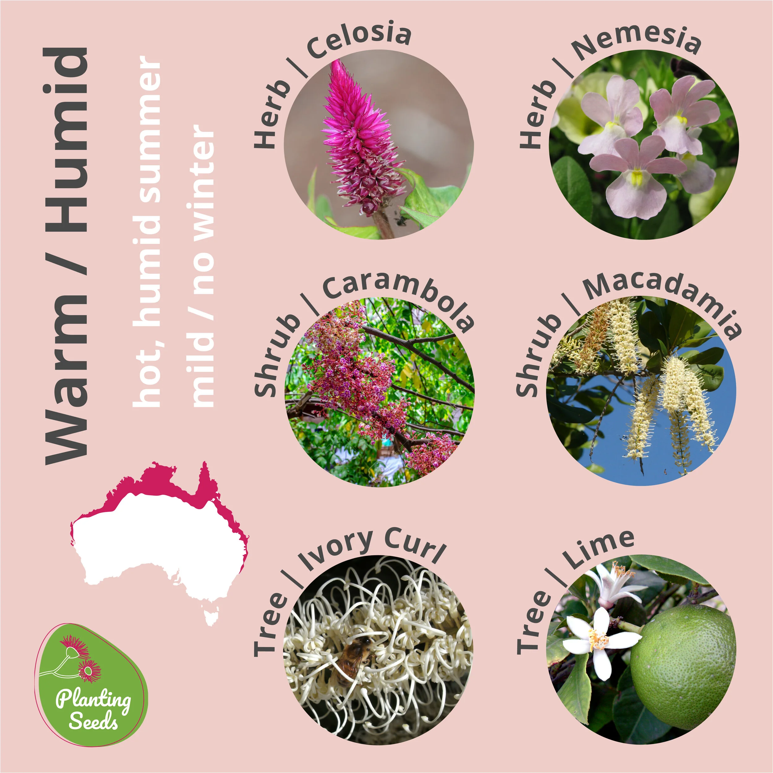 Is Nemesia Poisonous To Dogs atelieryuwa.ciao.jp