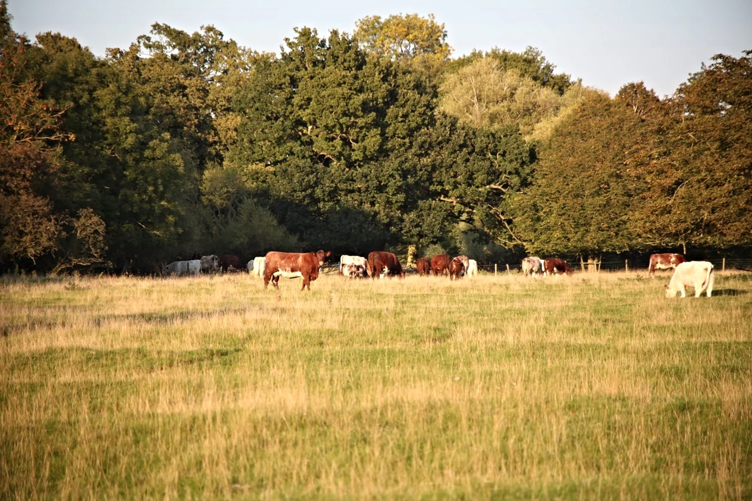Cows_&_landscape_1500.JPG