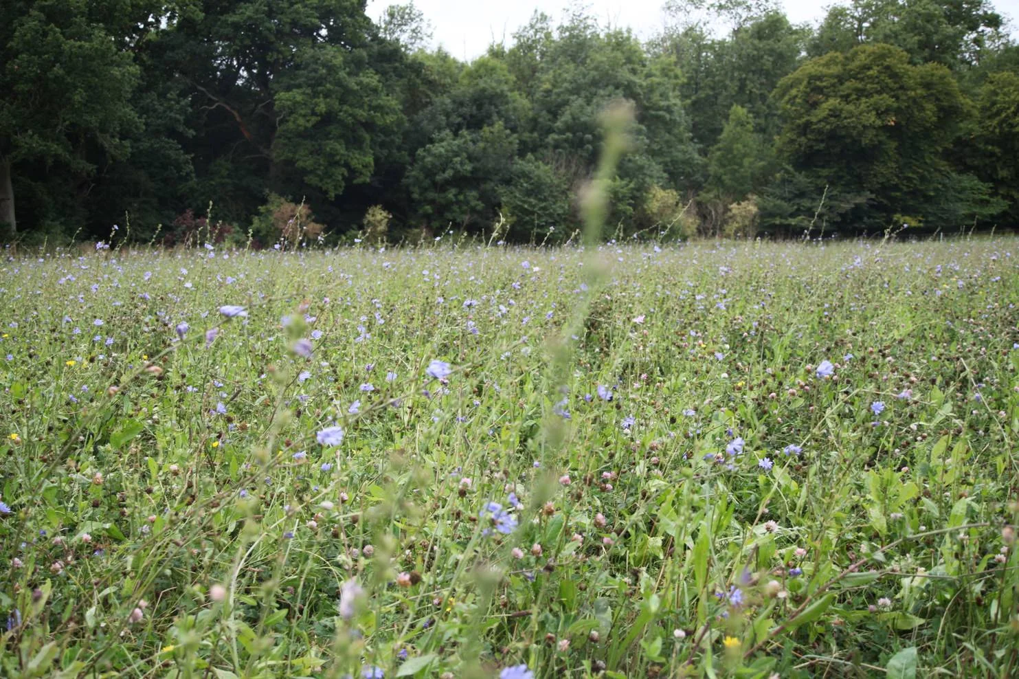 Chicory1_1500.JPG