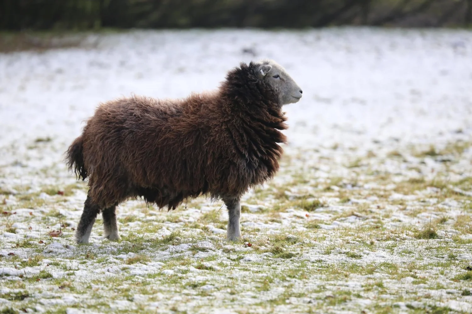 Herdwick2_2500.JPG