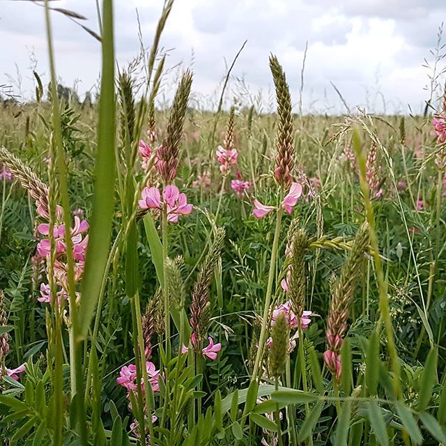 #sainfoin #june #organicfarming #nowinbales