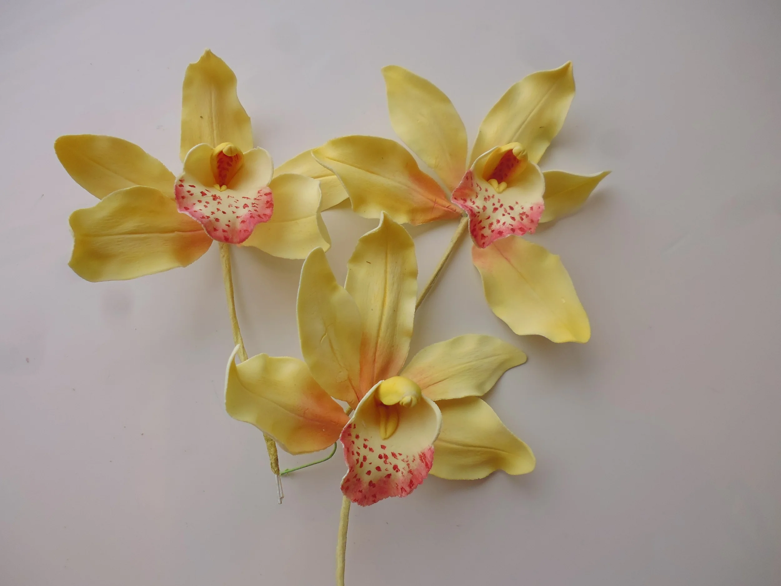 yellow orchids.JPG