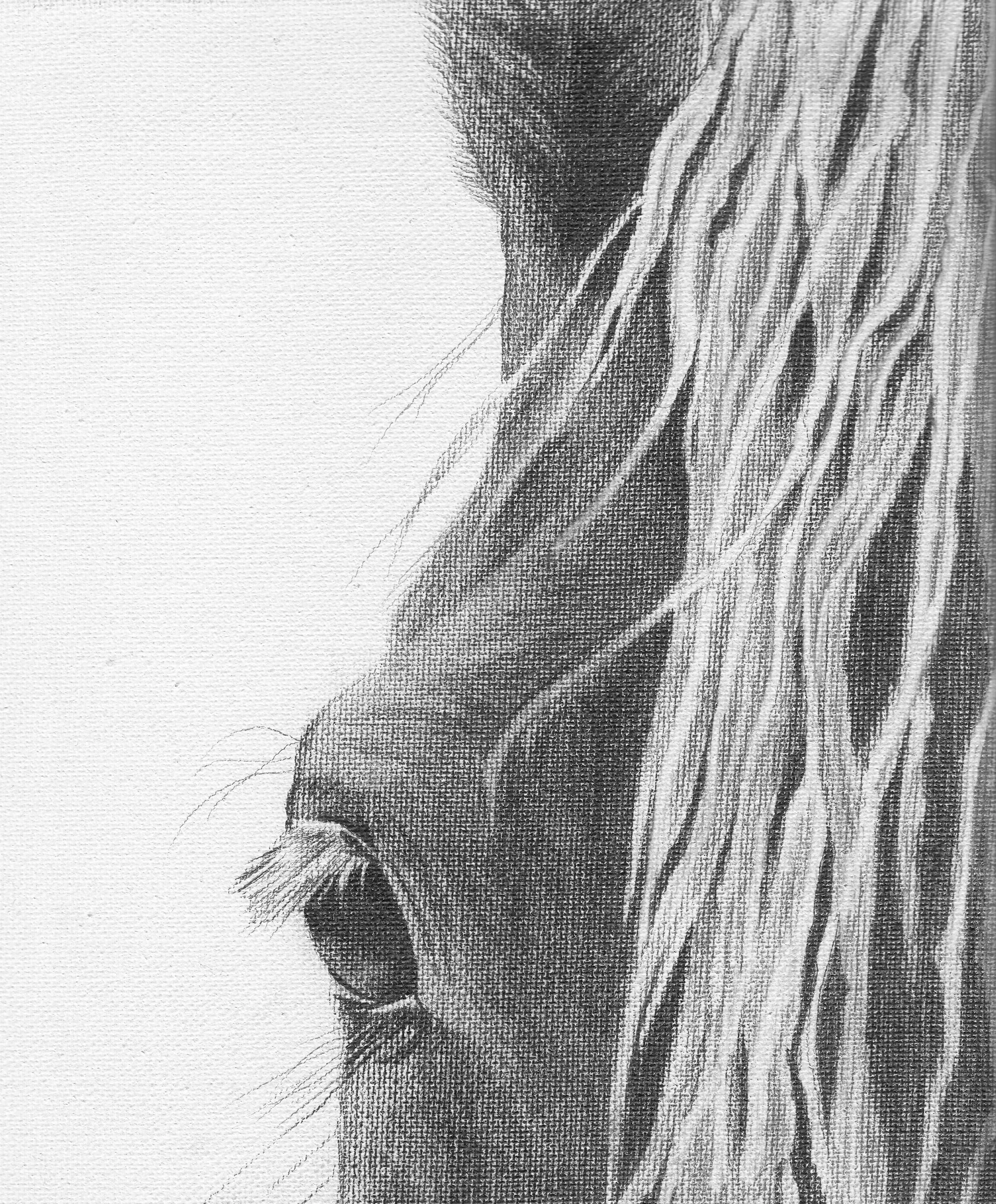 Asto Horse3.jpeg