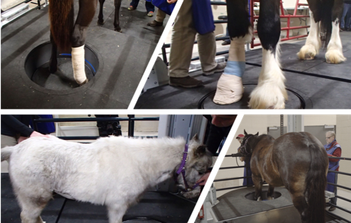 The system is able to handle patients ranging from a miniature to a draft horse.