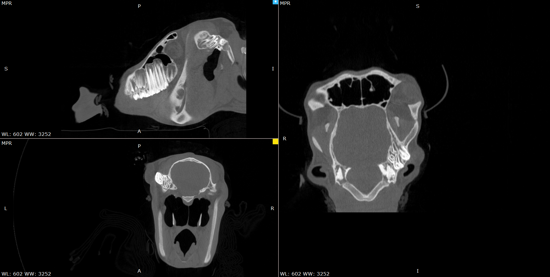 2yo Islandic Pony with dentigerous cyst